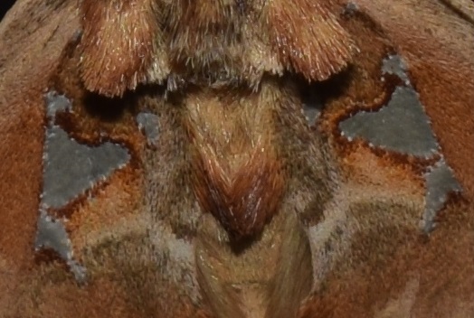 Spatalia argentina anomala